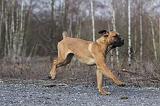 CANE CORSO 751
